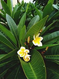 Close-up of yellow flowering plant