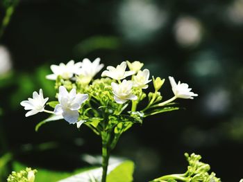 Close-up of white flowers blooming outdoors