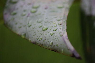 Water drops on a green banana leaf, highly detailed close-up shot