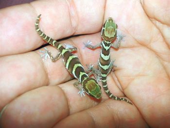 Close-up of human hand holding insect