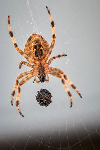 Close-up of spider on web