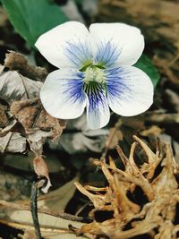 Close-up of flower blooming outdoors