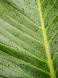 Full frame shot of wet leaf