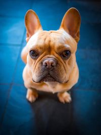 French bulldog portrait 