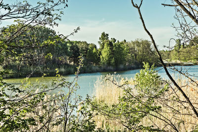 Scenic view of lake in forest against sky