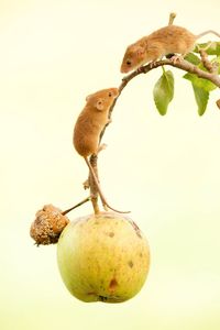 Close-up of mice hanging on apple tree against sky