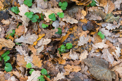 High angle view of dry leaves on ground