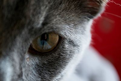 Close-up portrait of cat