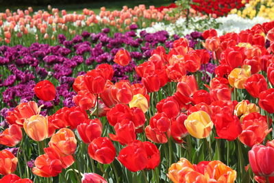 Close-up of red tulips in field