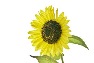 Close-up of sunflower