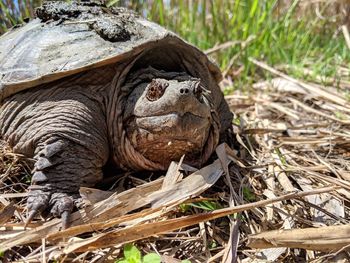 Close-up of a turtle on field