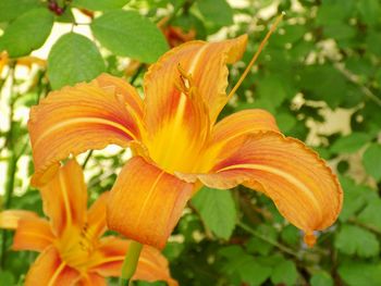 Close-up of day lily blooming outdoors