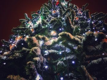 Close-up of christmas tree at night