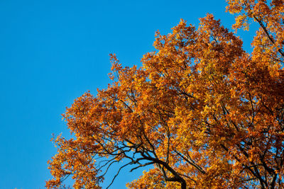 Low angle view of autumnal trees against clear blue sky