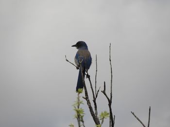 Bird perching on branch against sky