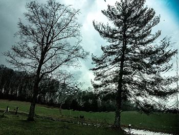 Bare trees on grassy field