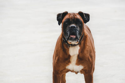 Close-up portrait of dog standing outdoors