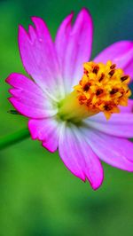 Close-up of pink cosmos flower