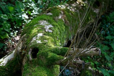 Close-up of moss growing on tree trunk