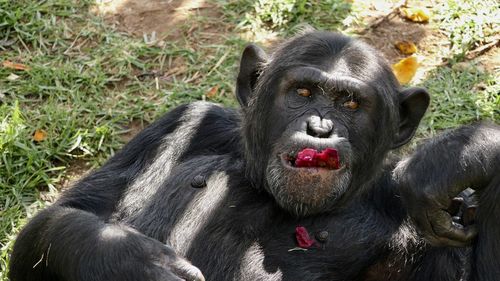 Portrait of black relaxing in zoo