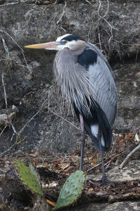 Gray heron against rock