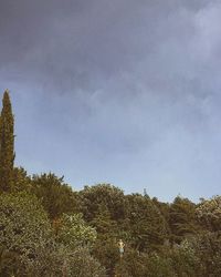 Low angle view of trees against sky