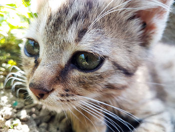 Close-up of a cat looking away