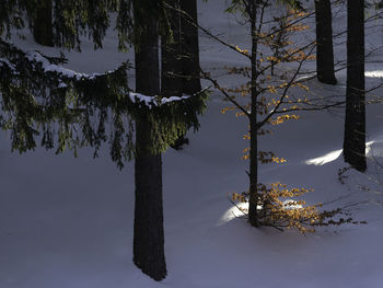 Tree against sky during winter