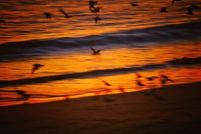 Birds flying over lake during sunset