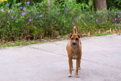 Dog standing on footpath