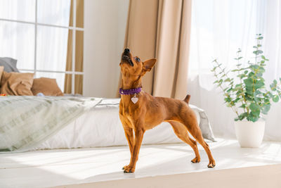 Miniature brown pinscher stands against the background of a bed and a window.