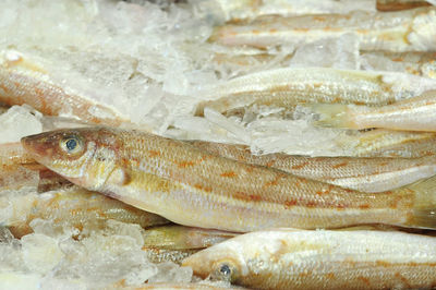 Close-up of fish for sale in market