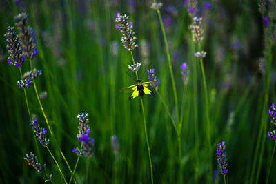 Close-up of insect on purple flowering plant