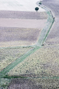 High angle view of agricultural field