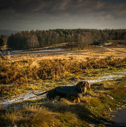 Dog in field during sunset