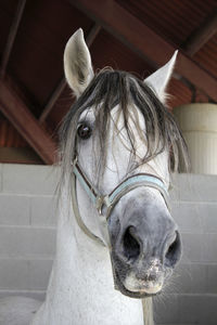 Portrait of horse in stable