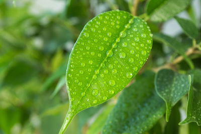 Close-up of wet plant leaves