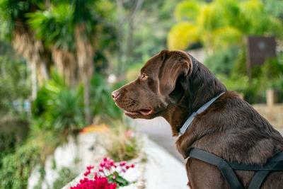 A chocolate labrador dog standing on full alert listening to birds singing in the trees