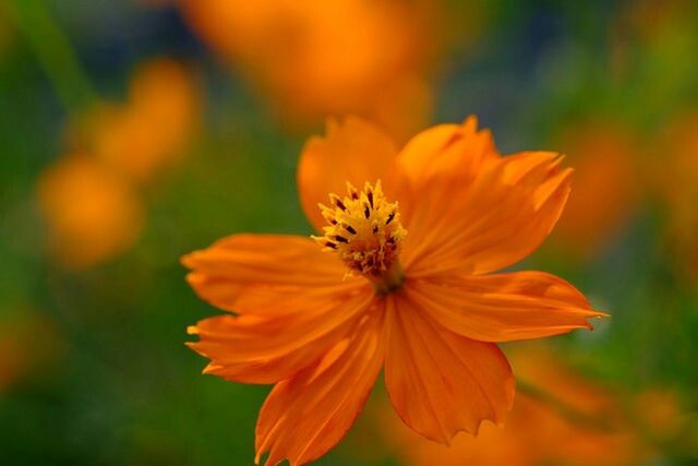 CLOSE-UP OF ORANGE FLOWERS