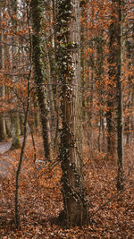 Trees in forest during autumn