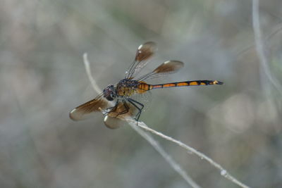 Close-up of dragonfly on stem