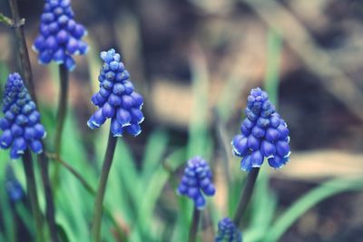 Close-up of purple flowering plants