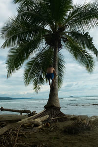 Palm tree at beach against sky