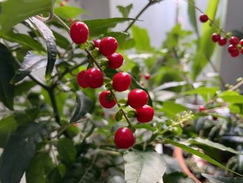 Close-up of cherries on tree