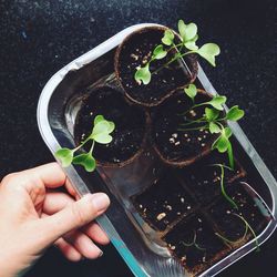 Cropped image of hand holding container with seedlings