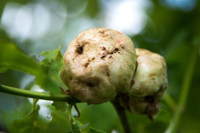 Close-up of plant against blurred background