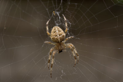 Spider eating a fly on his web