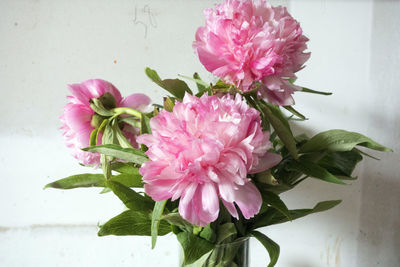 Close-up of pink flowers