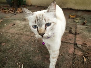 High angle portrait of cat on street