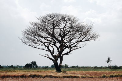 Bare tree on field against sky